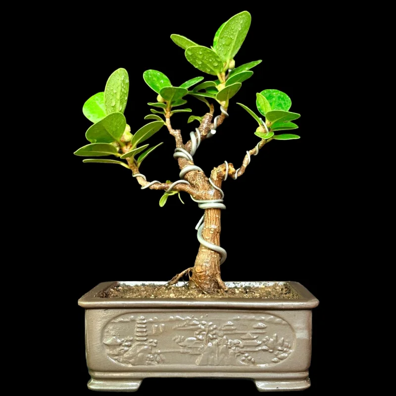 FICUS GREEN ICELAND